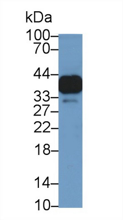 Polyclonal Antibody to Nucleophosmin 1 (NPM1)