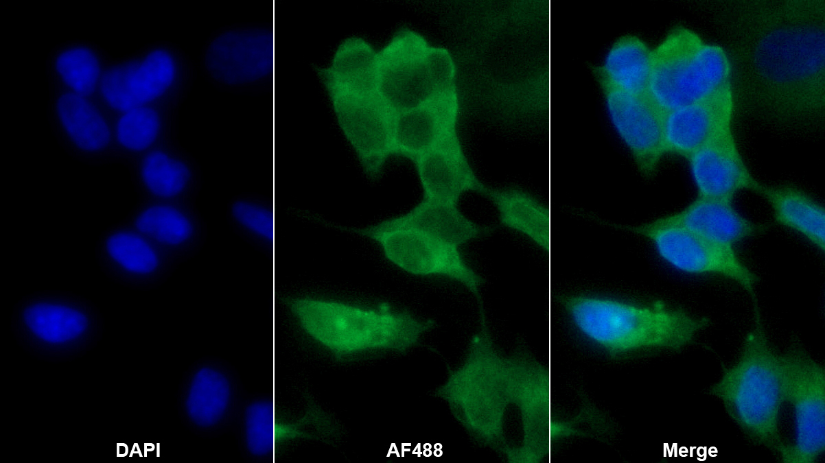 Polyclonal Antibody to Neuronal Cell Adhesion Molecule (NRCAM)