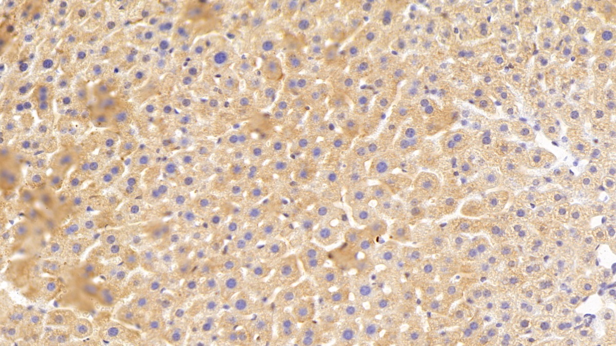 Polyclonal Antibody to Olfactomedin 3 (OLFM3)