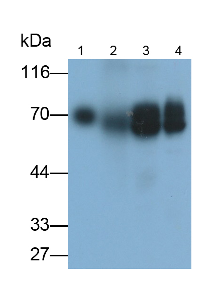 Polyclonal Antibody to Prosaposin (PSAP)
