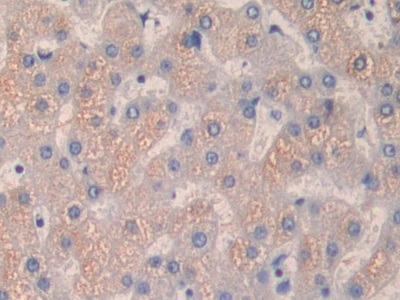 Polyclonal Antibody to Quiescin Q6 Sulfhydryl Oxidase 1 (QSOX1)