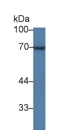 Polyclonal Antibody to Quiescin Q6 Sulfhydryl Oxidase 1 (QSOX1)