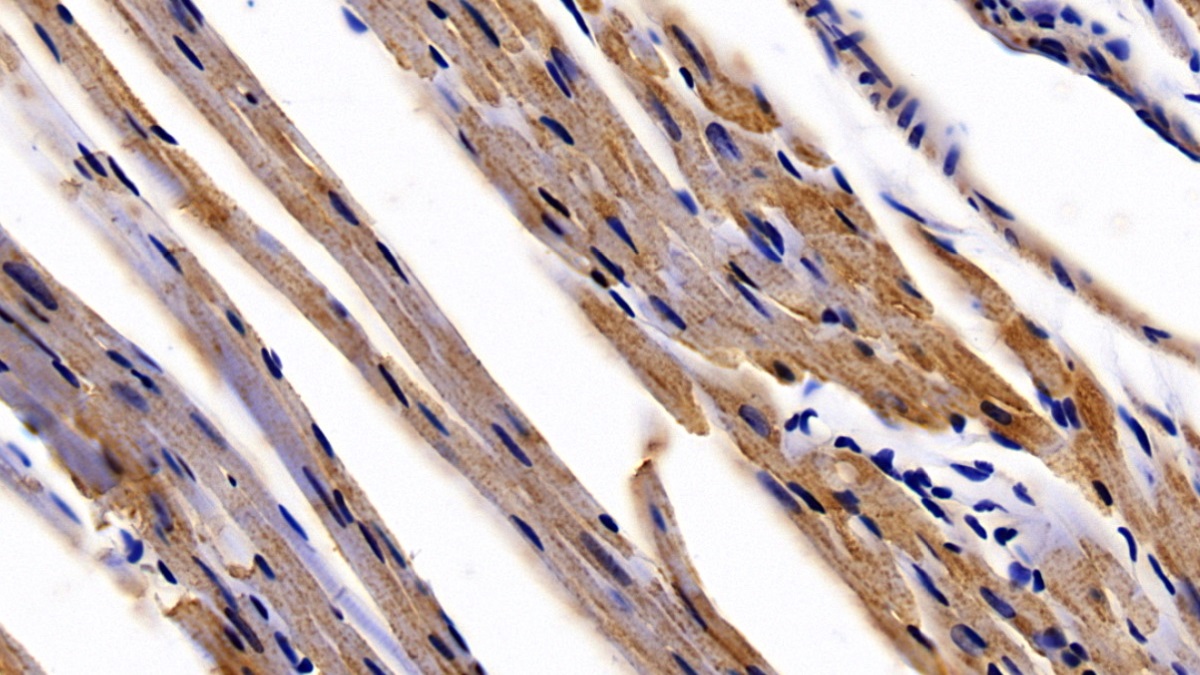 Polyclonal Antibody to Quiescin Q6 Sulfhydryl Oxidase 1 (QSOX1)