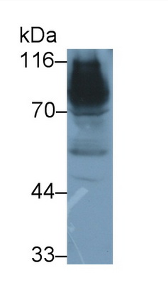 Polyclonal Antibody to Quiescin Q6 Sulfhydryl Oxidase 1 (QSOX1)
