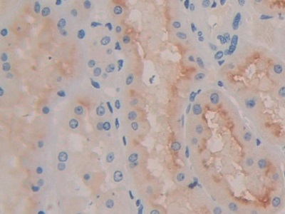 Polyclonal Antibody to Quiescin Q6 Sulfhydryl Oxidase 1 (QSOX1)