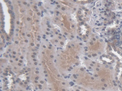 Polyclonal Antibody to Regucalcin (RGN)