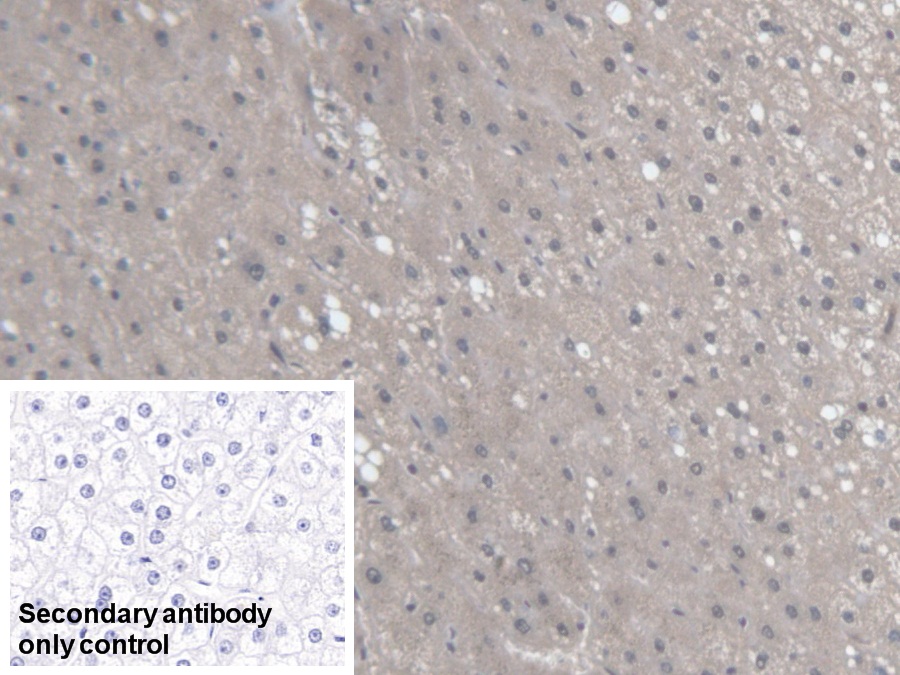 Polyclonal Antibody to Regucalcin (RGN)