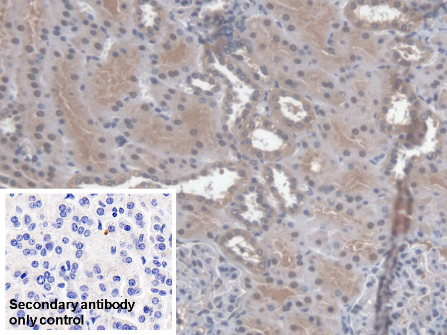 Polyclonal Antibody to Regucalcin (RGN)