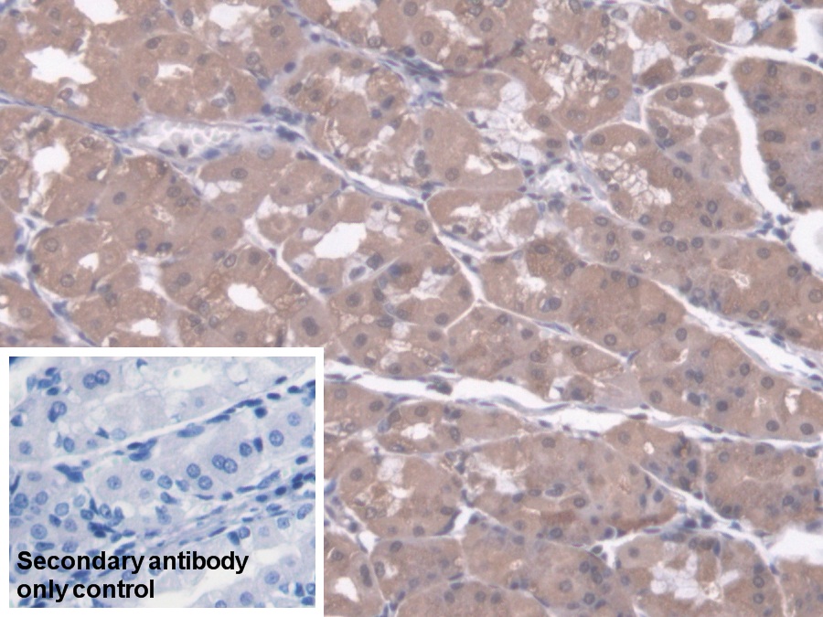 Polyclonal Antibody to Regucalcin (RGN)