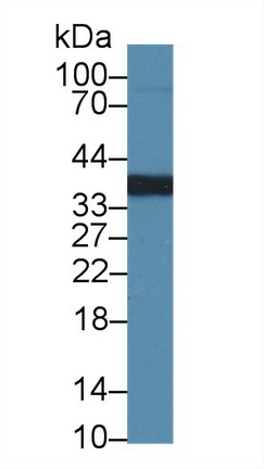 Polyclonal Antibody to Regucalcin (RGN)