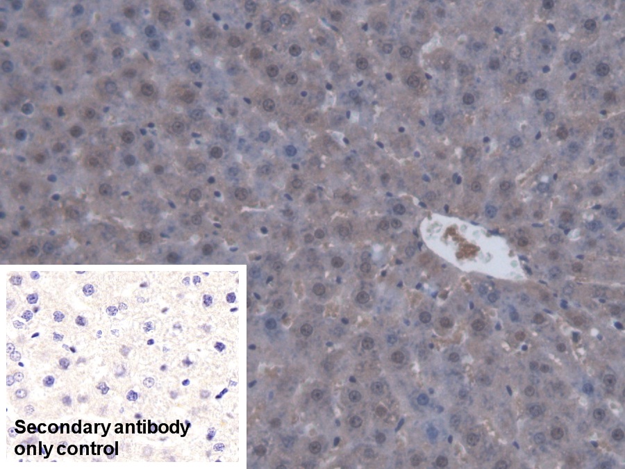 Polyclonal Antibody to Regucalcin (RGN)