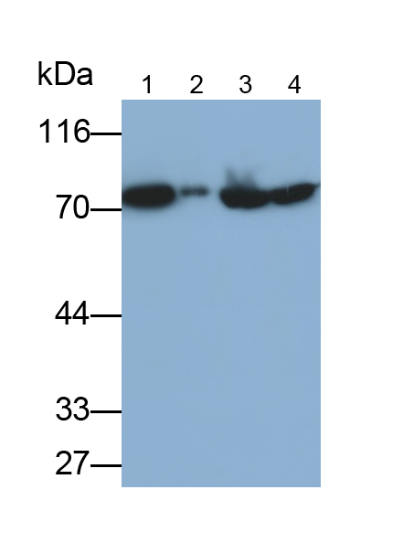 Polyclonal Antibody to Ribophorin I (RPN1)