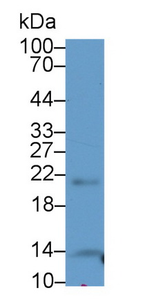 Polyclonal Antibody to Thyroid Hormone Responsive (THRSP)