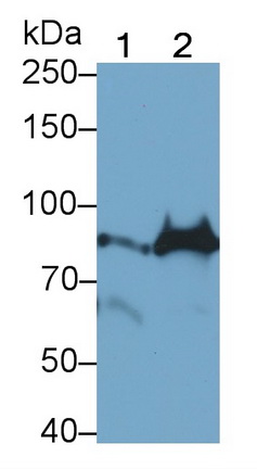 Polyclonal Antibody to Tumor Necrosis Factor Alpha Induced Protein 3 (TNFaIP3)