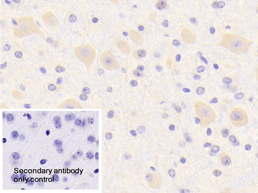 Polyclonal Antibody to Secernin 1 (SCRN1)
