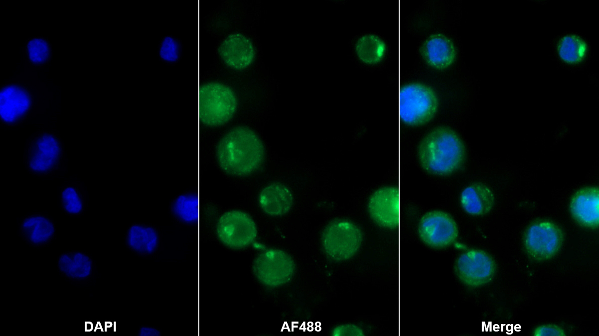 Polyclonal Antibody to Serglycin (SRGN)
