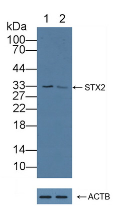 Polyclonal Antibody to Syntaxin 2 (STX2)