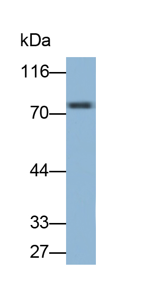 Polyclonal Antibody to Synaptopodin (SYNPO)
