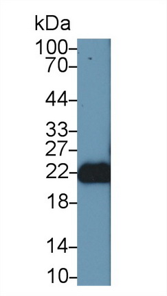 Polyclonal Antibody to Fibroblast Growth Factor 12 (FGF12)