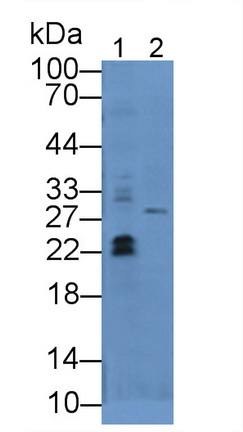 Polyclonal Antibody to Fibroblast Growth Factor 13 (FGF13)