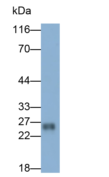 Polyclonal Antibody to Glutathione Peroxidase 3, Plasma (GPX3)