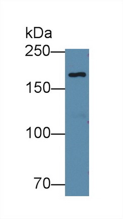 Polyclonal Antibody to Glutamyl Prolyl tRNA Synthetase (EPRS)