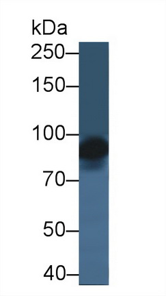 Polyclonal Antibody to X-Ray Repair Cross Complementing 5 (XRCC5)