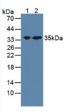 Polyclonal Antibody to Syntaxin 1A, Brain (STX1A)