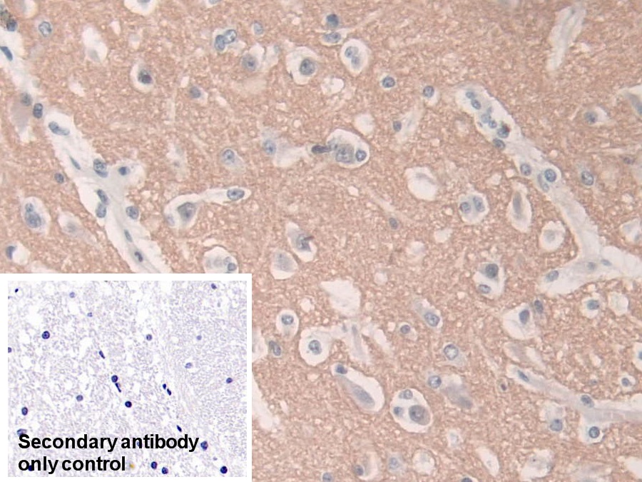 Polyclonal Antibody to Syntaxin 1A, Brain (STX1A)