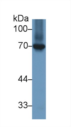 Polyclonal Antibody to Heat Shock 70kDa Protein 8 (HSPA8)