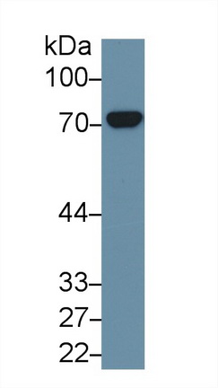 Polyclonal Antibody to Heat Shock 70kDa Protein 8 (HSPA8)