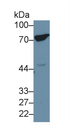 Polyclonal Antibody to Heat Shock 70kDa Protein 8 (HSPA8)