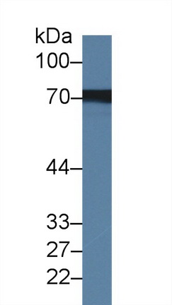 Polyclonal Antibody to Heat Shock 70kDa Protein 8 (HSPA8)