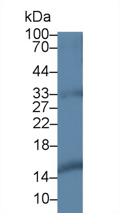 Polyclonal Antibody to Hemoglobin Beta (HBb)