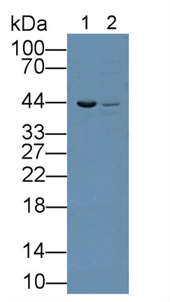 Polyclonal Antibody to Low Density Lipoprotein Receptor Related Protein Associated Protein 1 (LRPAP1)