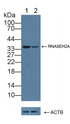 Polyclonal Antibody to Ribonuclease H2 Subunit A (RNASEH2A)