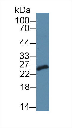 Polyclonal Antibody to Stromal Cell Derived Factor 2 Like Protein 1 (SDF2L1)