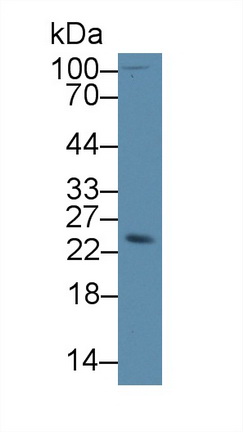 Polyclonal Antibody to Stromal Cell Derived Factor 2 Like Protein 1 (SDF2L1)