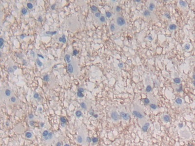 Polyclonal Antibody to Interferon Epsilon (IFNe)