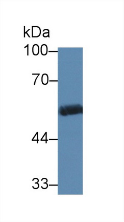 Polyclonal Antibody to Nucleobindin 1 (NUCB1)