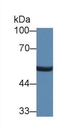 Polyclonal Antibody to Nucleobindin 1 (NUCB1)