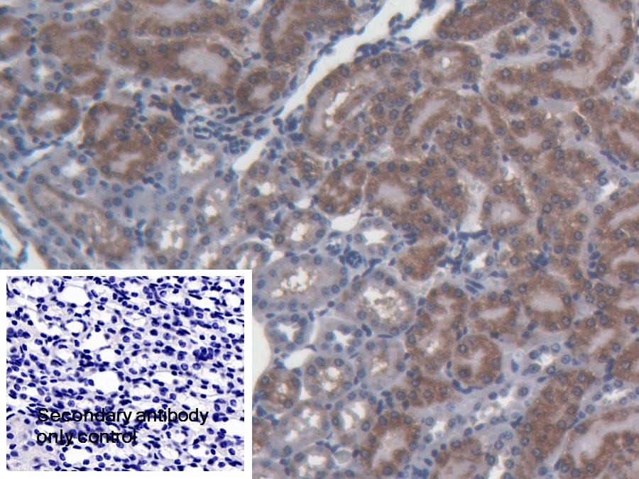 Polyclonal Antibody to Nucleobindin 1 (NUCB1)