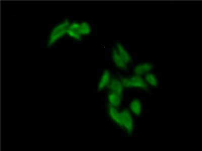 Polyclonal Antibody to Nucleobindin 2 (NUCB2)