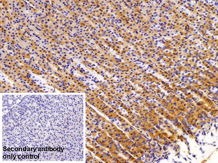 Polyclonal Antibody to Nucleobindin 2 (NUCB2)