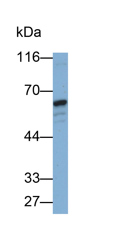 Polyclonal Antibody to Nucleobindin 2 (NUCB2)