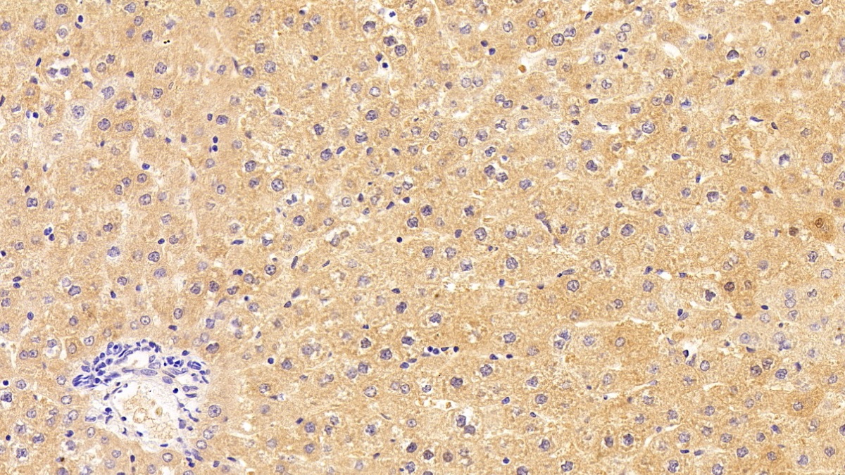 Polyclonal Antibody to Complement Component 1, Q Subcomponent A (C1qA)