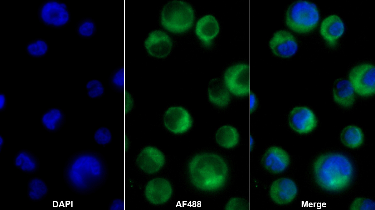 Polyclonal Antibody to Ghrelin/Obestatin Preprohormone (GHRL)