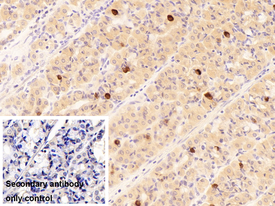 Polyclonal Antibody to Ghrelin/Obestatin Preprohormone (GHRL)