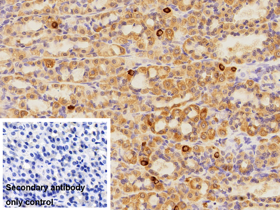 Polyclonal Antibody to Ghrelin/Obestatin Preprohormone (GHRL)