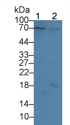 Polyclonal Antibody to Cyclin A1 (CCNA1)